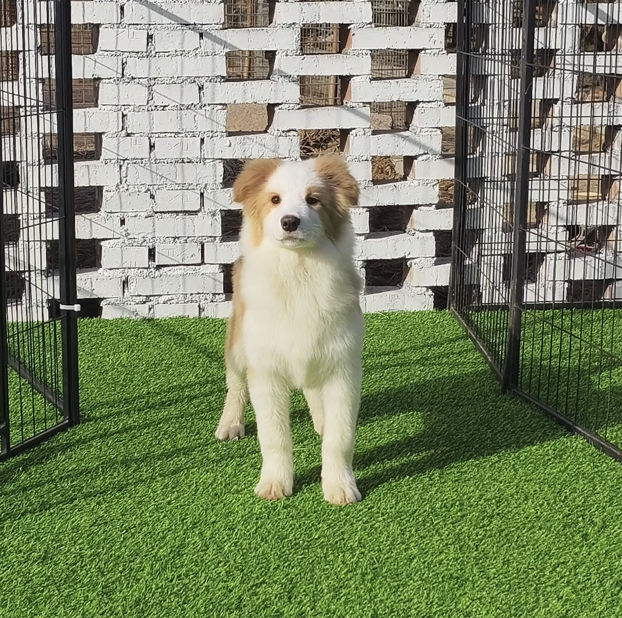 双血统赛级金边,犬舍直销
